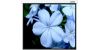 Настенный экран Lumien Master Picture 153х153 см Matte White FiberGlass (LMP-100102)